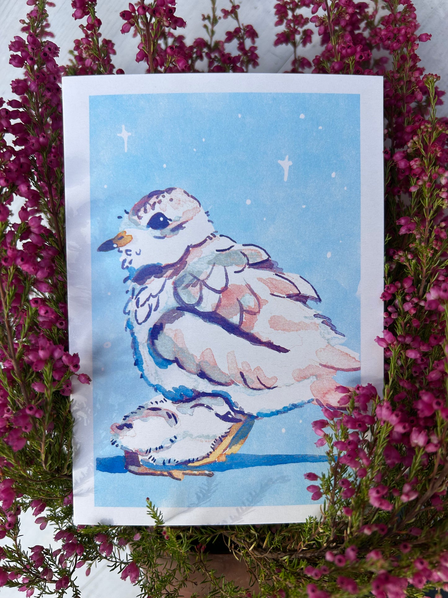 Rövidcsőrű lile képeslap