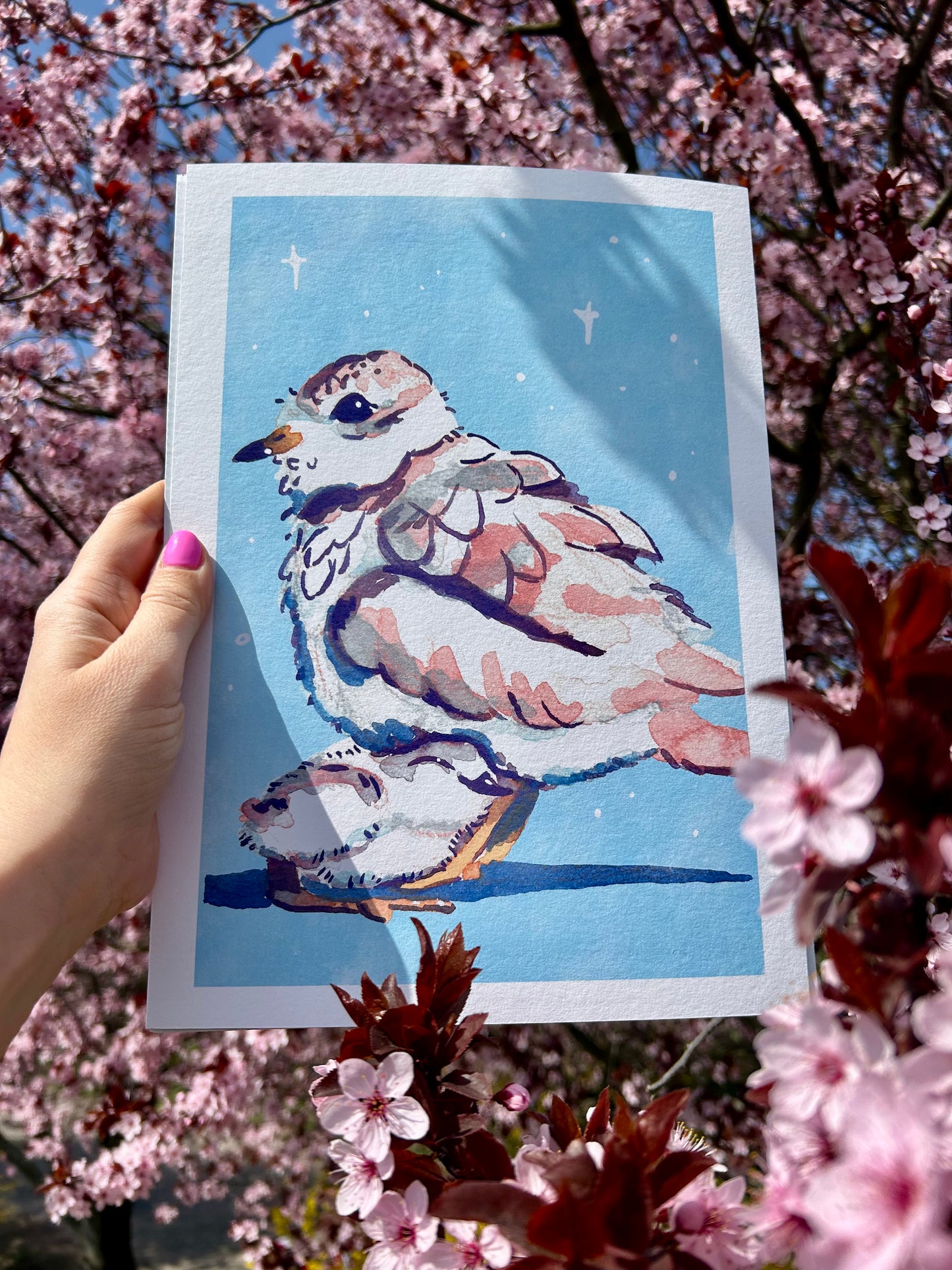 Rövidcsőrű lile A4-es művészi Giclée nyomat