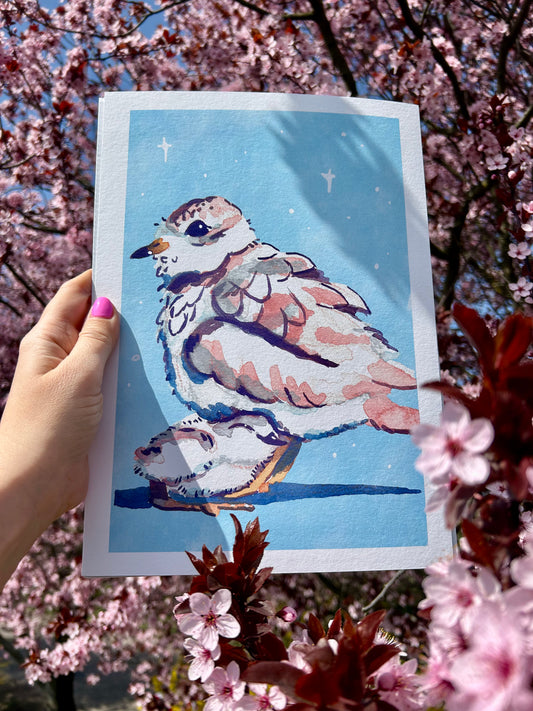 Rövidcsőrű lile A4-es művészi Giclée nyomat