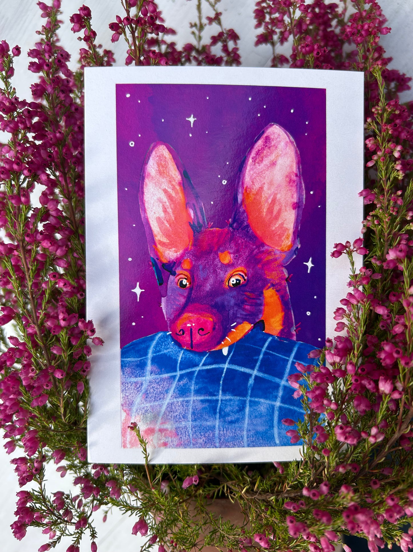 Ausztrál kelpie képeslap