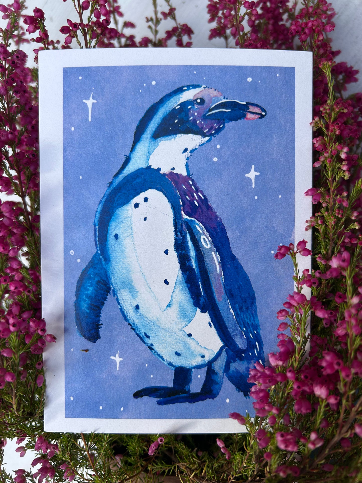 Magellán-pingvin képeslap